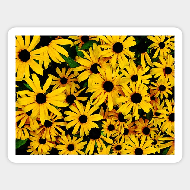 Field of Black-Eyed Susans Sticker by SusanSavad